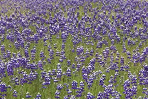 USA, California, Napa Valley. Blooming lupine in field