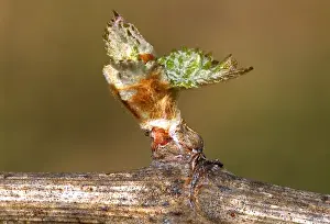 Future Prints: USA, California, Napa Valley, bud break (the emergence of new buds) new