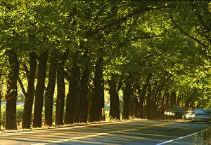 USA, California, Napa Valley, St. Helena, wine country, a tunnel of trees in morning