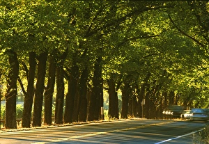 Images Dated 28th May 2004: USA, California, Napa Valley, St. Helena, wine country, a tunnel of trees in morning
