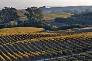 Vine Yard Prints: USA, California, Napa Valley. View of vineyard and Pablo Bay in the San Francisco