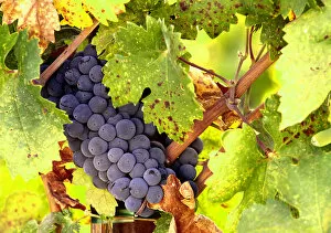 Images Dated 28th May 2004: USA, California, Napa Valley, wine country, close-up of merlot wine grapes
