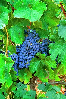 Images Dated 28th May 2004: USA, California, Napa Valley, wine country, cabernet grapes on the vine