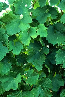 Images Dated 28th May 2004: USA, California, Napa Valley, wine country, new grape leaves in a vineyard