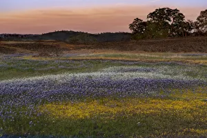 USA, California, North Table Mountain. Sunset on field of wildflowers