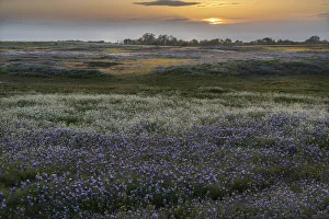 Images Dated 16th June 2021: USA, California, North Table Mountain. Sunset on field of wildflowers