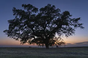 Images Dated 16th June 2021: USA, California, North Table Mountain. Tree silhouette on field of wildflowers at sunset
