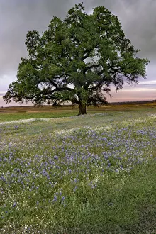 Images Dated 17th June 2021: USA, California, North Table Mountain. Sunset on field of wildflowers