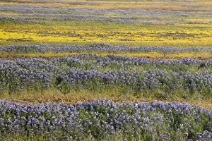 USA, California, North Table Mountain. Field of wildflowers