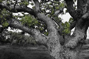 Images Dated 17th June 2021: USA, California, North Table Mountain. Gnarled oak tree in meadow