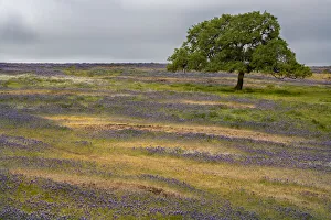 USA, California, North Table Mountain. Sunset on field of wildflowers and cattle