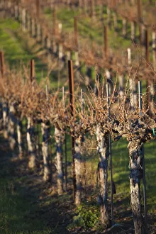 Images Dated 6th January 2011: USA, California, Northern California, North Coast, Ukiah, vineyard in winter, late