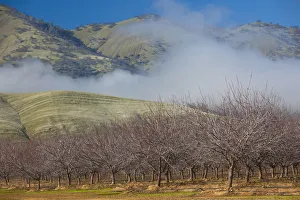 Images Dated 6th January 2011: USA, California, Northern California, Northern Mountains, Williams, winter landscape
