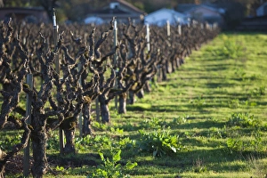 Images Dated 6th January 2011: USA, California, Northern California, North Coast, Ukiah, vineyard in winter, late