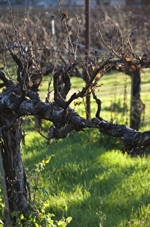 Images Dated 6th January 2011: USA, California, Northern California, North Coast, Ukiah, vineyard in winter, late