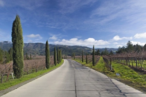 Images Dated 9th January 2011: USA, California, Northern California, Napa Valley Wine Country, Calistoga, winery road