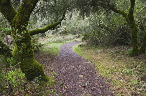 USA, California, Northern California, Sonoma Wine Country, Glen Ellen, Jack London