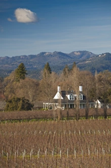 Images Dated 9th January 2011: USA, California, Northern California, Napa Valley Wine Country, Oakville, vineyard
