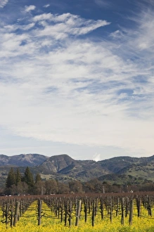 Images Dated 9th January 2011: USA, California, Northern California, Napa Valley Wine Country, Rutherford, vineyard