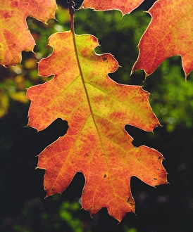 Botanical Prints: USA, California, An Oak Leaf in Six Rivers National Forrest