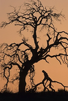 USA, California, Oak Tree, Sunset, Pinnacles National Monument
