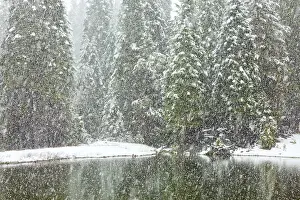 Snowy Prints: USA, California, Oakhurst. Fir trees reflect in pond in snowfall