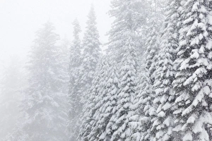 Snowy Prints: USA, California, Oakhurst. Fir trees in snowfall