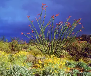 Ocotillo Prints: USA; California, Ocotillo and Brittlebush Wildflowers in Anza Borrego Desert State Park