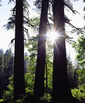 Old Growth Prints: USA; California. Old growth Red Fir trees in the High Sierra