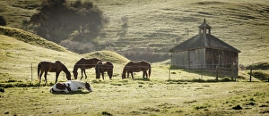 Images Dated 15th April 2012: USA, California, Olema. Horses and old barn