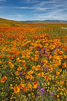 Goldfield Prints: USA, California, Owls Clover, Goldfields and California poppies on hillside near