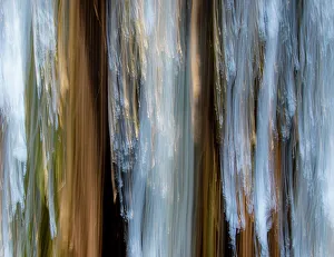 USA, California, Pacific Grove. Tree trunks of eucalyptus trees movement and interplay of light