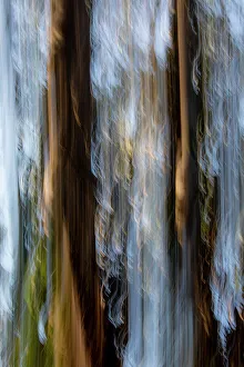 Eucalyptus Prints: USA, California, Pacific Grove