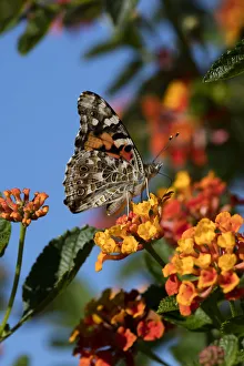 Painted Lady Prints: USA, California. Painted lady butterfly on lantana flowers