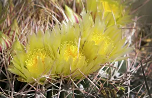 Cactus Prints: USA, California, Palm Springs, Indian Canyons. Yellow barrel cactus flowers