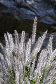 Images Dated 18th March 2009: USA, California, Palm Springs, Indian Canyons. Backlit grasses