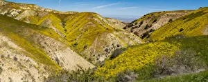 Images Dated 31st August 2020: Usa, California. Panoramic landscape of Hillside daisy on hillside