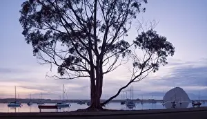 Images Dated 26th March 2012: USA, California, Panoramic view of eucalyptus tree and Morro Rock at sunset