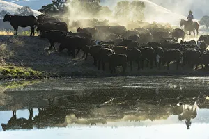 Ellen Clark Prints: USA, California, Parkfield, V6 Ranch cowgirl with cows, reflected in pond (MR)