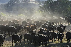 Images Dated 28th July 2017: USA, California, Parkfield, V6 Ranch a herd of black and brown cows kicking up dust