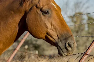 Ellen Clark Prints: USA, California, Parkfield, V6 Ranch horse head of a brown horse