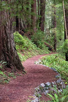 USA, California. Path in the Redwood National Forest