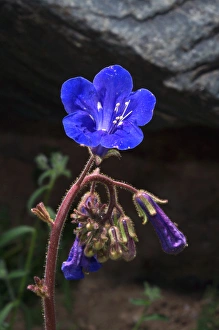 Abundant Prints: USA, California, Phacelia Wildflowers in Joshua Tree National Park