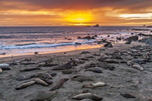 Images Dated 4th February 2014: USA, California, Piedras Blancas. Elephant seals on beach at sunset