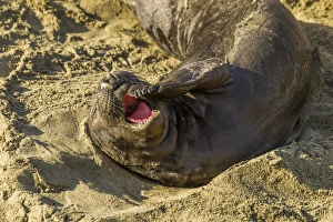 Images Dated 4th February 2014: USA, California, Piedras Blancas. Female elephant seal yawning on beach. Credit as