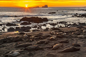 USA, California, Piedras Blancas. Northern elephant seals on beach at sunset. Credit as