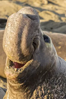 Images Dated 24th January 2018: USA, California, Piedras Blancas. Northern elephant seal bull displaying. Credit as