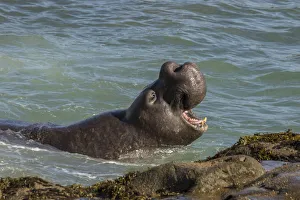 Images Dated 23rd January 2018: USA, California, Piedras Blancas. Northern elephant seal bull displaying. Credit as