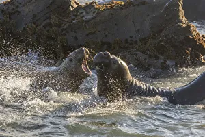 Images Dated 23rd January 2018: USA, California, Piedras Blancas. Young elephant seal bulls fighting