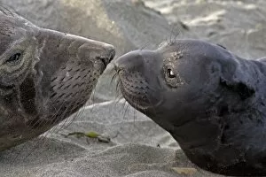 Images Dated 10th January 2007: USA, California, Piedras Blancas. Northern elephant seal mother and pup greeting